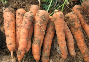 Bandes de carottes en vrac fraîches de Chine Produit de haute qualité - Product Image 4