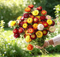 AE-007 Marguerite séchée naturelle préservée, longue durée, pour décoration de mariage et de Noël – Meilleure vente