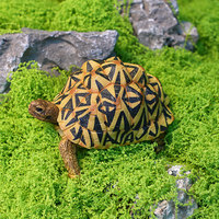 Modèle de tortue reptile en PVC massif, simulation d'assemblage, best-seller transfrontalier, ornements pour aquarium, tortue étoile indienne, aménagement paysager