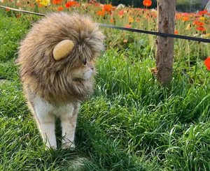 Yüksek kalite özel cadılar bayramı Pet kostümleri rahat Polyester malzemeler benzersiz dayanıklı baskı kalıcı komik yaz bahar - Product Image 3