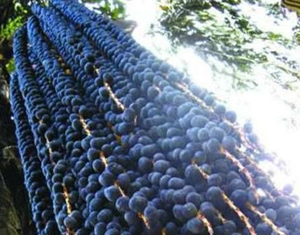 Doğa <span class=keywords><strong>Acai</strong></span> <span class=keywords><strong>Berry</strong></span> tozu % 5% Vitamin C <span class=keywords><strong>Acai</strong></span> <span class=keywords><strong>Berry</strong></span> özü - Product Image 5