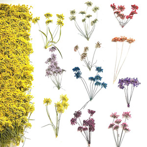 Fleurs de dentelle naturelles séchées pressées en gros, multi-têtes, type Queen Anne's Lace, pour la résine, le nail art, la décoration faciale et les loisirs créatifs - Product Image 3