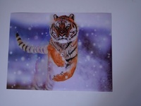 Superbes images lenticulaires 3D de chiens, affiches lenticulaires d'animaux, images lenticulaires 5D, images lenticulaires 75lpi