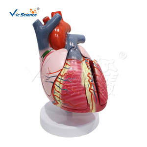 Modelo de conducción cardíaca de alta precisión de 5 componentes (3 veces más preciso), que muestra el nodo sinotriádico y el nodo atrioventricular - Product Image 1