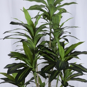 Brasil Lucky Tub Plant Artificial Four Seasons Green Plastic Plant Desktop Brazilwood Tree Forest Dracaena <span class=keywords><strong>Bonsai</strong></span> Plante - Product Image 5