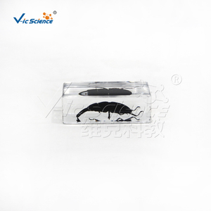 Especímen de Escarabajo Cornudo de Mandíbula Larga Encapsulado en Resina, Estructura Completa de Coleoptero para Enseñanza de Biología CE/ISO/ROHS/CNAS - Product Image 3