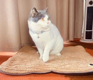 Alfombra Impermeable para Mascotas, Cama Calefactable para Perros y Gatos, Almohadilla Térmica para Mascotas con Termostato y Temporizador - Product Image 3