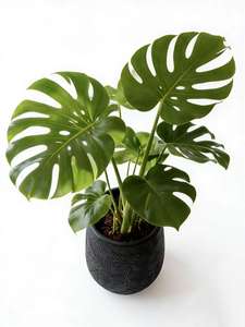 <span class=keywords><strong>กระถาง</strong></span>ปลูก<span class=keywords><strong>ต้นไม้</strong></span>แบบหมุนขึ้นรูป น้ำหนักเบา เป็นมิตรกับสิ่งแวดล้อม ใช้ได้ทั้งภายในและภายนอกอาคาร ขนาดใหญ่ สำหรับปลูกพืชในบ้านและสวน  <span class=keywords><strong>กระถาง</strong></span>ดอกไม้แบบหนาพิเศษ ทนทาน - Product Image 3