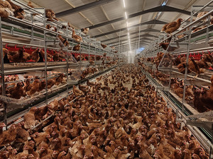Kaleter Bienestar Animal, Gallinero Libre de Jaulas, Granja Avícola de Gallinas Ponedoras, Nido con Recolección Automática de Huevos - Product Image 4