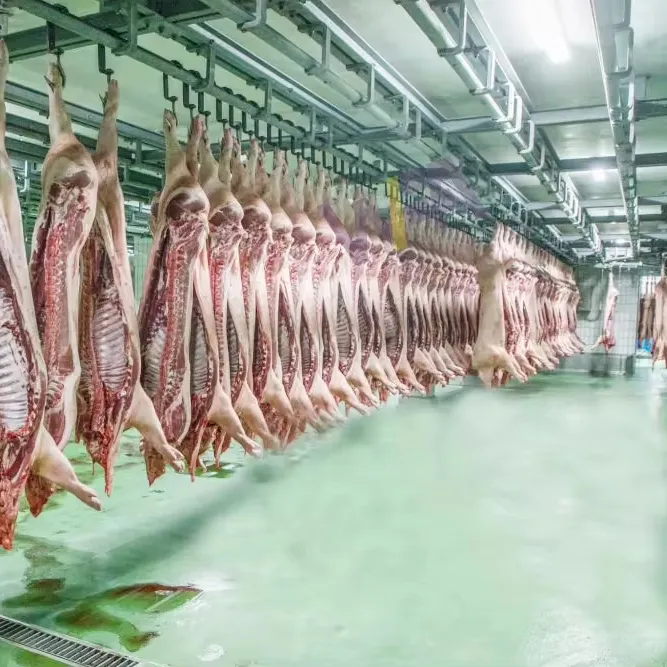 Fournisseur d'usine Equipement d'abattoir de porcs Machine de traitement du porc pour l'abattage des truies porcines
