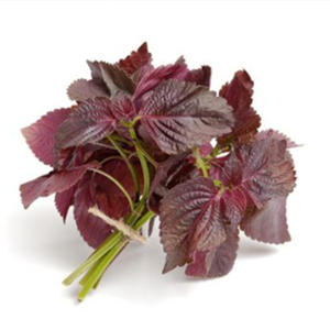 Frutescens <span class=keywords><strong>Basilic</strong></span> Purple Frutescens Seed Perila Fructus Perillae Perilla Seeds Perilla Leaf Powder Extract Oil - Product Image 6