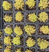 Combinaisons et ensembles de plantes succulentes écologiques, boules de citron grappées Aizoaceae 5-6cm pour la décoration de jardin et de bonsaï à domicile