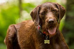 ID Tag Double Sided Laser In Acciaio Inox Pet Dog Tag per il Cane Nome Inciso e Personalizzato Forma di Osso e Rotondo A forma di - Product Image 6