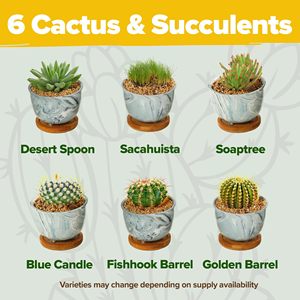 Kit per la coltivazione di Cactus da interno Deluxe di casa completo di vasi in ceramica per vasche vassoi gocciolanti guida per la scrofa succulenta - Product Image 5