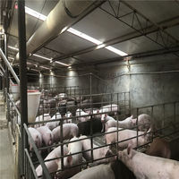 Proyecto Llave en Mano, Estructura de Acero Ligero Prefabricada ASTM, Diseño de Granja Tradicional para Ovejas, Cabras, Cerdos y Vacas Lecheras