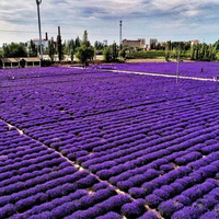 Fleurs violettes naturelles de lavande préservées de qualité supérieure, idéales pour la décoration de mariage, le parfum de maison et l'artisanat de bricolage