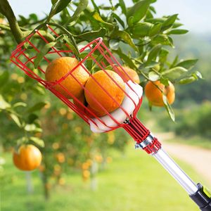 Recolector <span class=keywords><strong>de</strong></span> Frutas Telescópico <span class=keywords><strong>de</strong></span> Aluminio con Mango Largo para Árboles <span class=keywords><strong>de</strong></span> Manzana y Naranja, Herramienta con Cesta Recolectora - Product Image 5