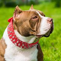Collier pour chien en cuir PU avec rivet champignon Collier réglable pour chien à pointes larges Collier pour chien clouté durable