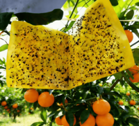 Vliegenvanger met kleefmiddel voor fruitvliegen - Fabrikant maakt fruitvliegenvangers op maat in diverse formaten - Fruitvliegenvanger