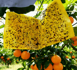 Trampa Adhesiva para <span class=keywords><strong>Moscas</strong></span> de la Fruta, Fabricante Personaliza Trampas para <span class=keywords><strong>Moscas</strong></span> de la Fruta en Varios Tamaños - Product Image 3