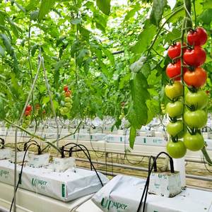 Sacs <span class=keywords><strong>de</strong></span> culture pour plantes en laine <span class=keywords><strong>de</strong></span> roche biodégradable, remplacement du coco peat, pour tomates, fraises, légumes, vente en gros, grande taille - Product Image 3