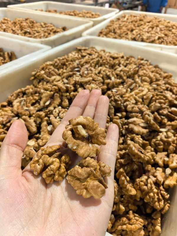 Wholesale Price Natural Walnut Kernels Rich