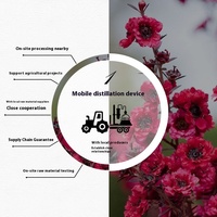Huile Essentielle de Manuka de Nouvelle-Zélande Biologique Distillée de Haute Qualité 5ml Leptospermum Scoparium Matière Première pour Soins de la Peau et Aromathérapie OEM