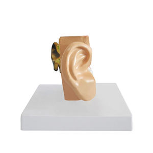 Modèle d'anatomie de modèle d'oreille humaine ultra réaliste petit et exquis recours d'enseignement - Product Image 1