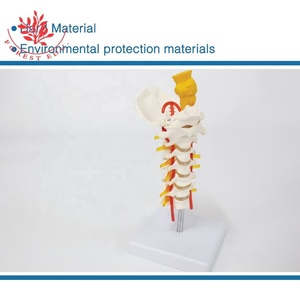 Modelo <span class=keywords><strong>Cervical</strong></span> Humano, Ciencia Médica, Patología Clínica, Columna <span class=keywords><strong>Cervical</strong></span>, Demostración de Rehabilitación del Tallo Cerebral - Product Image 2