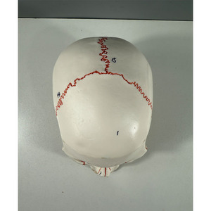 Modelo de Cráneo Blanco con Particiones Funcionales y Etiquetas Numeradas Tipo B - Herramienta Educativa de Anatomía - Product Image 2