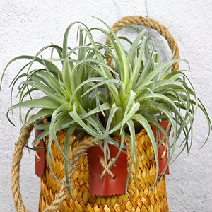 Plantes à Air Artificielles Faux Plantes Succulentes Petit <span class=keywords><strong>Tillandsia</strong></span> Look Réel Vert Premium Artisanat DIY Décor Floral pour La Maison - Product Image 3