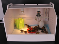 Incubateur à œufs Weiqian, outils pour poulailler, boîte de chauffage et de refroidissement entièrement automatique, chauffage pour cailles, tortues, hérissons, couveuse