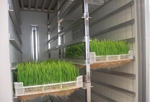 Approvisionnement d'usine la germination des graines machine - Product Image 3