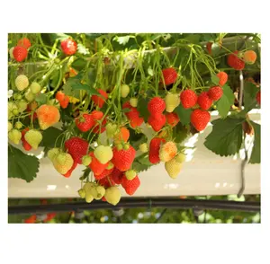 High-Tech Strawberry Farm Substrate Growing Bag Hydroponic Farming From Planting to Harvest