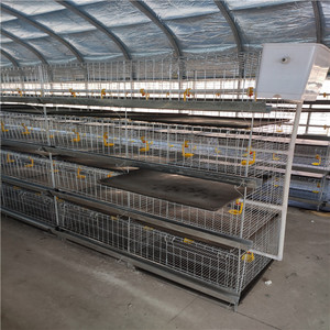 חומוס עוף כלוב - Product Image 2