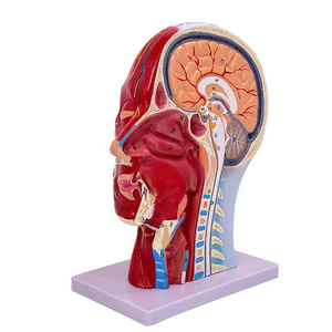 Modèle de tête humaine en section sagittale en PVC SCIEDU AASC002 avec cerveau et nerfs vasculaires pour l'enseignement médical - Product Image 3