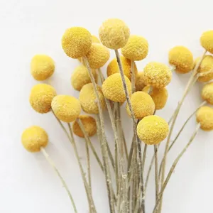 Widely Used Superior Quality Golden Bill Ball Preserved Dried Flowers Golden ball Craspedia Globosa