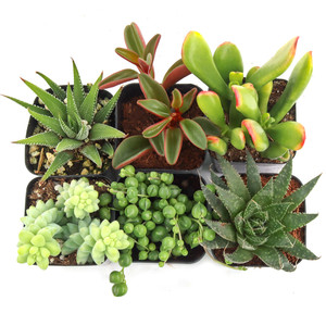 Suculentas de interior para escritorio con poca luz y plantas de follaje escultural en macetas de 2 pulgadas para el hogar - Product Image 1