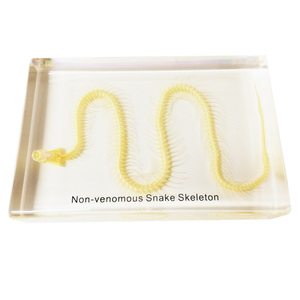 Gelsonlab HSBS-006 educativos no <span class=keywords><strong>serpiente</strong></span> venenosa esqueleto incluidas muestras biológicas - Product Image 2