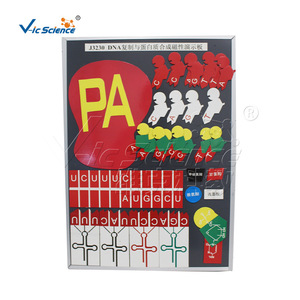 Protein synthesis demonstration model, magnetic demonstration <b>block</b> biological teaching model - Product Image 4