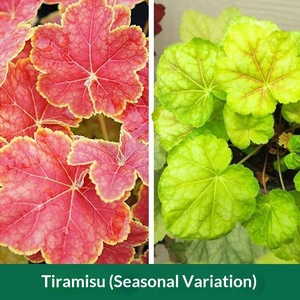 Plante graminée Alum Root Flower Mirror Flower, résistante au froid et à la chaleur, feuilles colorées, <span class=keywords><strong>plantes</strong></span> pépétuineuses pour aménagement paysager - Product Image 3