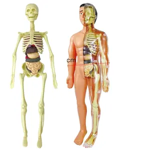 Sıcak satış çocuklar erken eğitim oyuncak Montessori oyuncak çocuk biliş insan organları iskelet yapısı insan vücudu modeli