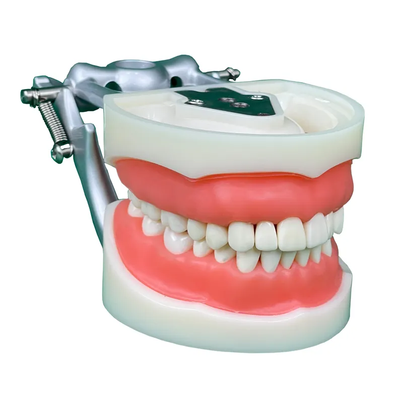 फैक्टरी मानव दांत और नरम मसूड़ों 32 दांत मॉडल दंत चिकित्सक प्रशिक्षण अध्ययन शिक्षण शिक्षा दंत दांत मॉडल