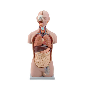 Modèle de torse <span class=keywords><strong>humain</strong></span> classique unisexe, organes internes, 16 parties, modèle de torse <span class=keywords><strong>humain</strong></span> médical sans sexe - Product Image 1