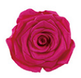 S coeur de pêche unique + Hot Pink + lumière