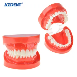 Top Qualität Kunststoff Standard Dental Studie Modell Zähne Modell