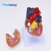 Modelo anatómico de plástico modelo de corazón 3D modelo de enseñanza de corazón médico para anatomía