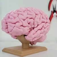 Modèle de crâne humain imprimé en 3D en résine, figurine personnalisée SLA, ornement pour la maison, enseignement médical, laboratoire d'anatomie scolaire, personnalisation de précision