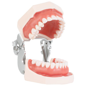 Mejor Modelo Dental de Enseñanza con 28 Dientes de Resina, Encías Blandas Desmontables para Práctica de Implantes, Equipo de Terapia Oral - Product Image 1