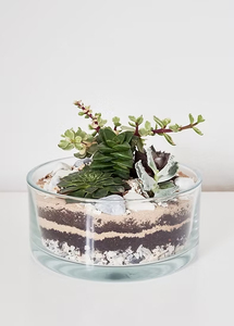 Modern DIY Succulent Handcraft <strong>Terrarium</strong> <strong>Kit</strong> for Home Decoration - Product Image 4